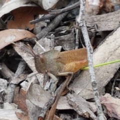 Goniaea carinata at Kowen, ACT - 29 Dec 2020