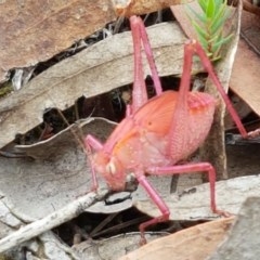 Tettigoniidae (family) (Unidentified katydid) at Kowen, ACT - 29 Dec 2020 by tpreston