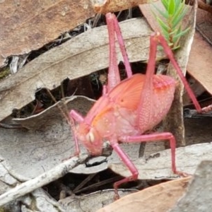 Tettigoniidae (family) at Kowen, ACT - 29 Dec 2020