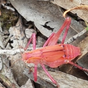 Tettigoniidae (family) at Kowen, ACT - 29 Dec 2020