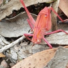 Tettigoniidae (family) at Kowen, ACT - 29 Dec 2020