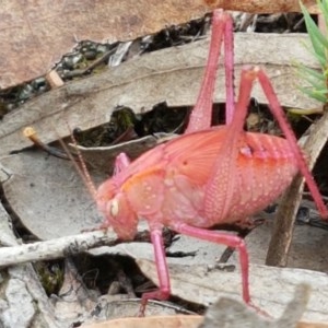 Tettigoniidae (family) at Kowen, ACT - 29 Dec 2020