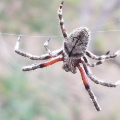 Araneinae (subfamily) (Orb weaver) at Kowen, ACT - 29 Dec 2020 by tpreston