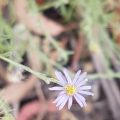 Vittadinia gracilis (New Holland Daisy) at Kowen, ACT - 29 Dec 2020 by trevorpreston