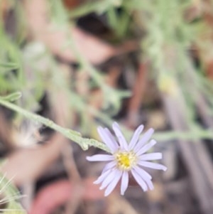 Vittadinia gracilis at Kowen, ACT - 29 Dec 2020