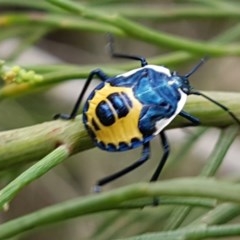 Commius elegans (Cherry Ballart Shield Bug) at Kowen, ACT - 29 Dec 2020 by trevorpreston