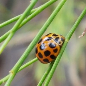 Harmonia conformis at Kowen, ACT - 29 Dec 2020 11:40 AM