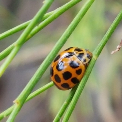 Harmonia conformis (Common Spotted Ladybird) at Kowen, ACT - 29 Dec 2020 by tpreston