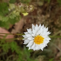 Leucochrysum albicans subsp. tricolor (Hoary Sunray) at Kowen, ACT - 29 Dec 2020 by tpreston