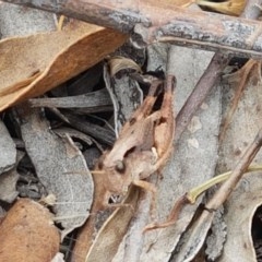 Phaulacridium vittatum at Kowen, ACT - 29 Dec 2020 11:31 AM