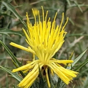 Carthamus lanatus at Downer, ACT - 29 Dec 2020