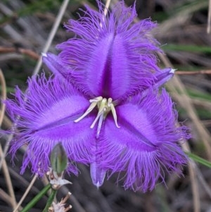 Thysanotus tuberosus subsp. tuberosus at Downer, ACT - 29 Dec 2020