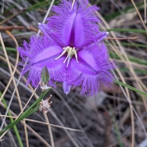 Thysanotus tuberosus subsp. tuberosus at Downer, ACT - 29 Dec 2020