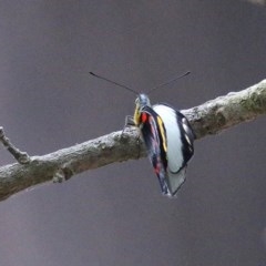 Delias nigrina (Black Jezebel) at Tura Beach, NSW - 28 Dec 2020 by Kyliegw