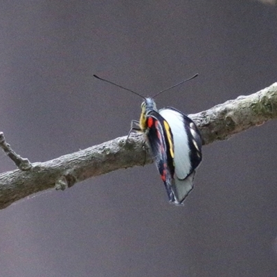 Delias nigrina (Black Jezebel) at Tura Beach, NSW - 28 Dec 2020 by Kyliegw