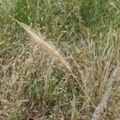 Dichelachne sp. (Plume Grasses) at Downer, ACT - 29 Dec 2020 by abread111