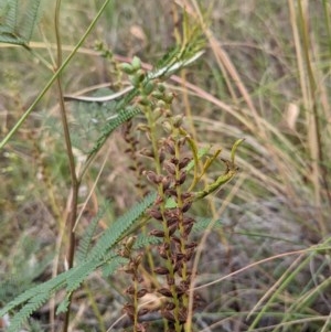 Microtis sp. at Downer, ACT - 29 Dec 2020