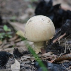 Unidentified Fungus at Tura Beach, NSW - 29 Dec 2020 by KylieWaldon