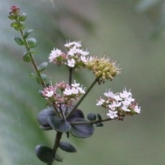 Platysace lanceolata (Shrubby Platysace) at Tura Beach, NSW - 28 Dec 2020 by Kyliegw