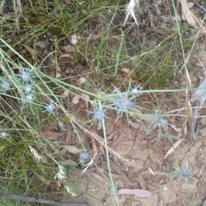 Eryngium ovinum at Downer, ACT - 29 Dec 2020