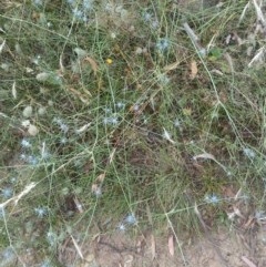 Eryngium ovinum at Downer, ACT - 29 Dec 2020