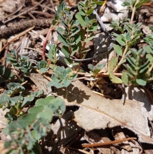 Euphorbia dallachyana at Griffith, ACT - 29 Dec 2020