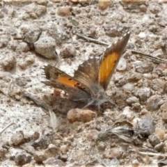 Lucia limbaria (Chequered Copper) at Tuggeranong DC, ACT - 29 Dec 2020 by JohnBundock