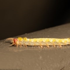 Lasiocampidae (family) immature (Lappet & Snout Moths) at ANBG - 28 Dec 2020 by Roger