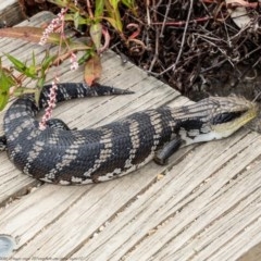 Tiliqua scincoides scincoides (Eastern Blue-tongue) at Acton, ACT - 28 Dec 2020 by Roger