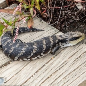 Tiliqua scincoides scincoides at Acton, ACT - 29 Dec 2020