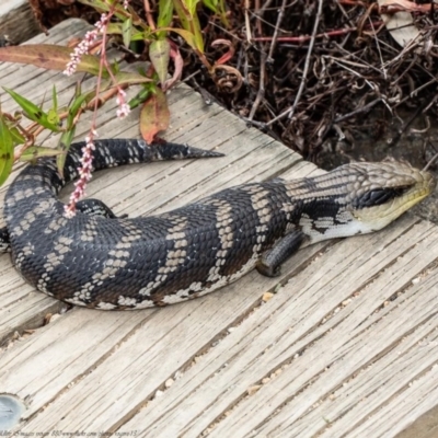 Tiliqua scincoides scincoides (Eastern Blue-tongue) at Acton, ACT - 28 Dec 2020 by Roger