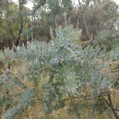 Acacia baileyana (Cootamundra Wattle, Golden Mimosa) at Downer, ACT - 29 Dec 2020 by abread111
