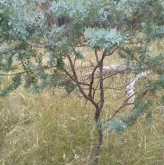 Acacia baileyana at Downer, ACT - 29 Dec 2020