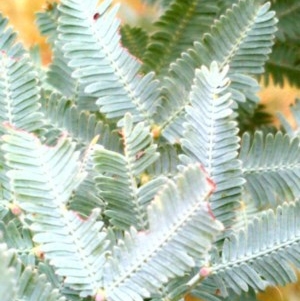 Acacia baileyana at Downer, ACT - 29 Dec 2020