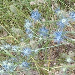 Eryngium ovinum (Blue Devil) at Downer, ACT - 29 Dec 2020 by abread111