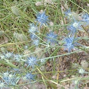 Eryngium ovinum at Downer, ACT - 29 Dec 2020 11:41 AM