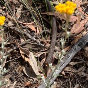 Chrysocephalum semipapposum at Downer, ACT - 29 Dec 2020