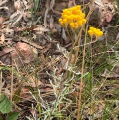 Chrysocephalum semipapposum at Downer, ACT - 29 Dec 2020