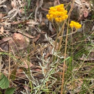 Chrysocephalum semipapposum at Downer, ACT - 29 Dec 2020