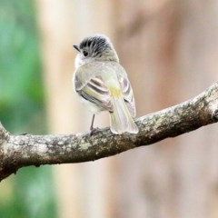 Pachycephala pectoralis (Golden Whistler) at Greigs Flat, NSW - 23 Dec 2020 by KylieWaldon