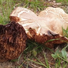 Unverified Fungus at Conder Ponds & stormwater drain - 14 Apr 2020 by Halina