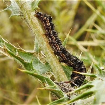 Noctuidae unclassified IMMATURE moth (Immature Noctuidae Moth) at Rob Roy Range - 29 Dec 2020 by JohnBundock