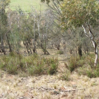 Stypandra glauca (Nodding Blue Lily) at Nangus, NSW - 15 Oct 2012 by abread111