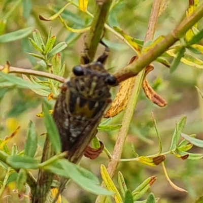 Galanga labeculata (Double-spotted cicada) at Jerrabomberra, ACT - 29 Dec 2020 by Mike