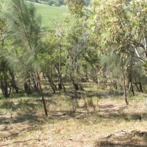 Stypandra glauca at Nangus, NSW - 23 Oct 2015