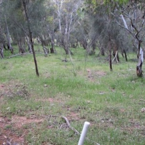 Stypandra glauca at Nangus, NSW - 23 Oct 2016 03:57 PM