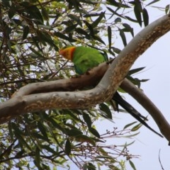 Polytelis swainsonii (Superb Parrot) at GG38 - 29 Dec 2020 by LisaH