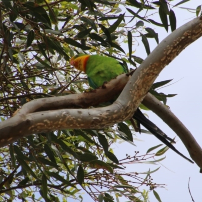 Polytelis swainsonii (Superb Parrot) at GG229 - 29 Dec 2020 by LisaH