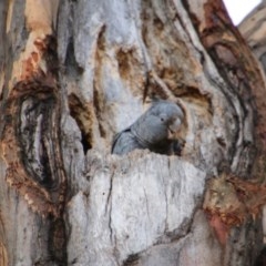 Callocephalon fimbriatum (Gang-gang Cockatoo) at Hughes, ACT - 29 Dec 2020 by LisaH