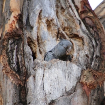 Callocephalon fimbriatum (Gang-gang Cockatoo) at GG97 - 29 Dec 2020 by LisaH